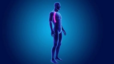 Beden ile torasik vertebra 