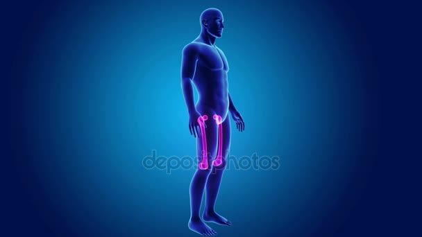 体の解剖学的の大腿骨 — ストック動画