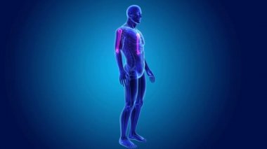 iskelet ile anatomik pazı kemiği
