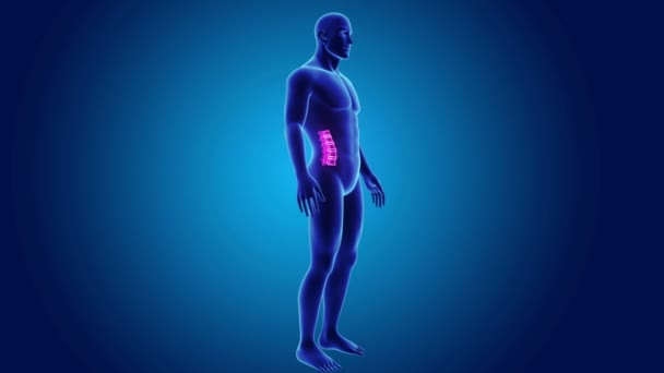 Coluna vertebral com corpo esquelético — Vídeo de Stock