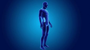 Vertebral sütunun iskelet gövdeli 
