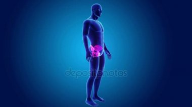 beden ile anatomik leğen kemiği