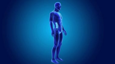 Vertebral sütunun iskelet gövdeli 