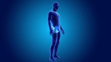 beden ile anatomik leğen kemiği