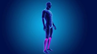 Tibia ve fibula gövdeli