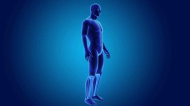 Tibia ve fibula gövdeli