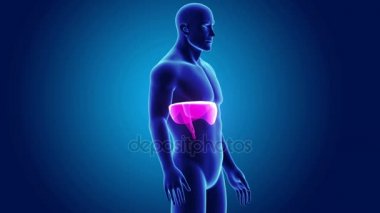 anatomi ile 3D diyafram