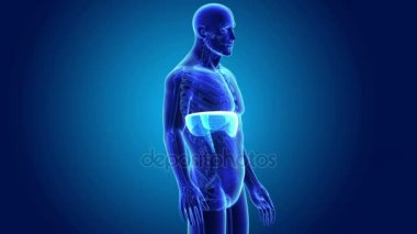 anatomi ile 3D diyafram