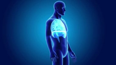 Kalp, akciğerler ve diyafram gövdeli 