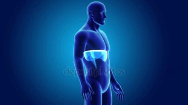 anatomi ile 3D diyafram