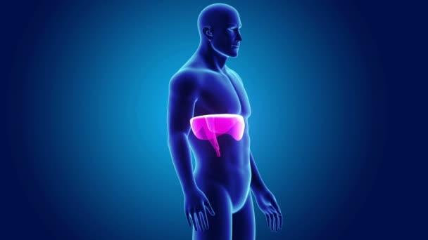 Diaphragme 3d avec anatomie 