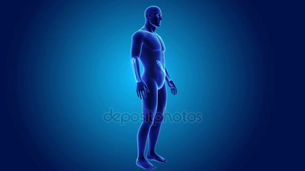 Ulna et rayon avec corps  