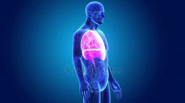 Kalp, akciğerler ve diyafram gövdeli 