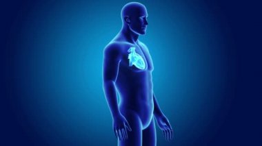 Kalp ile vücut ön görünümü