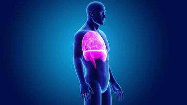 Kalp, akciğerler ve diyafram gövdeli 