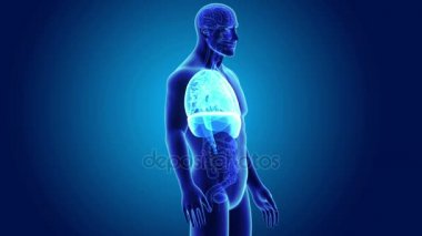 Kalp, akciğerler ve diyafram gövdeli 