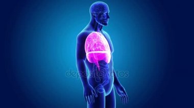 Kalp, akciğerler ve diyafram gövdeli 