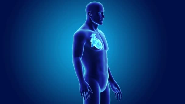 Coeur avec vue antérieure du corps 