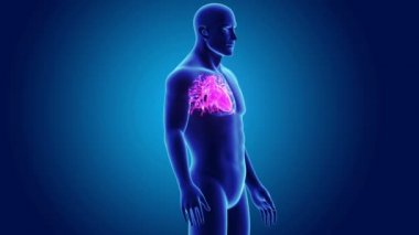 Kalp ile vücut ön görünümü