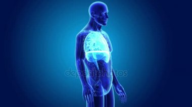 Kalp, akciğerler ve diyafram gövdeli 