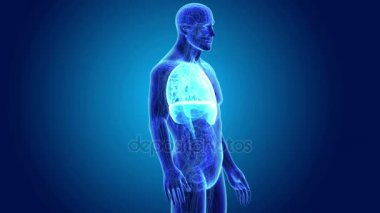 Kalp, akciğerler ve diyafram gövdeli 