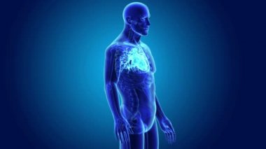 Kalp ile vücut ön görünümü