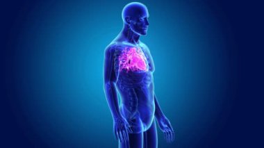 Kalp ile vücut ön görünümü