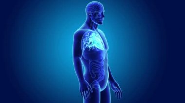 İnsan kalbi organları ile