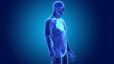 İnsan kalp anatomi ile