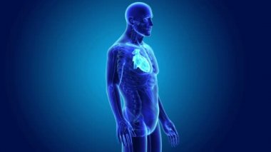 Kalp ile vücut ön görünümü