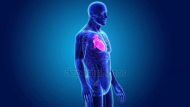 Kalp ile vücut ön görünümü