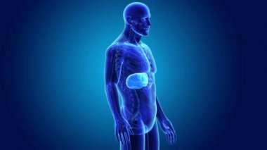 insan karaciğer anatomisi