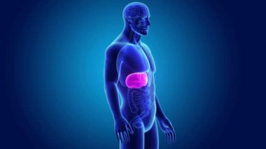 insan karaciğer anatomisi