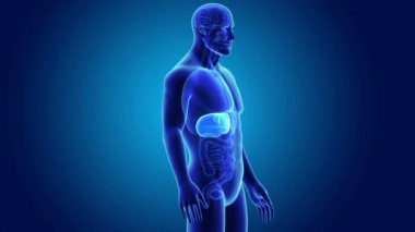 insan karaciğer anatomisi