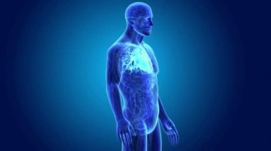 İnsan kalp anatomi ile