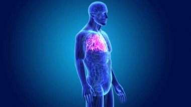 İnsan kalp anatomi ile