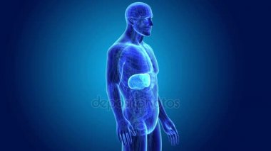 insan karaciğer anatomisi