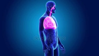 İnsan kalbi iskelet ile ciğerli