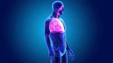 İnsan kalbi iskelet ile ciğerli