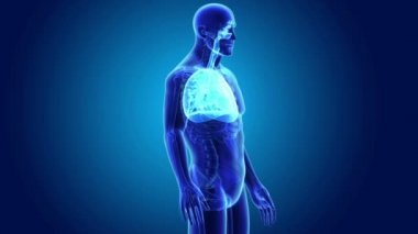 İnsan kalbi iskelet ile ciğerli