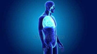 İnsan kalbi iskelet ile ciğerli