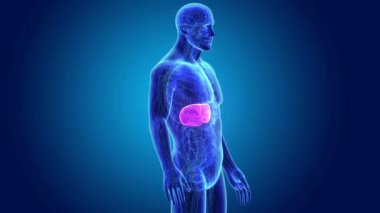 insan karaciğer anatomisi