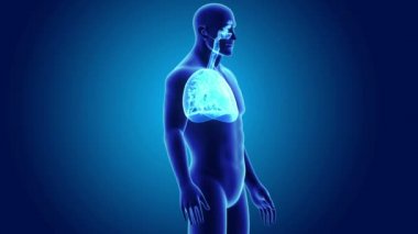 İnsan kalbi ciğerli