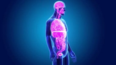 3D Anatomi organlarla  