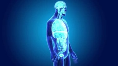 3D Anatomi organlarla  