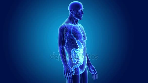 Stomach and small intestine — Stock Video