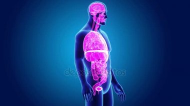 3D Anatomi organlarla  