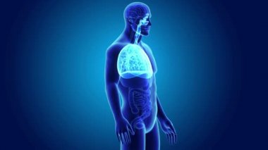 akciğerler ve diyafram gövdeli 