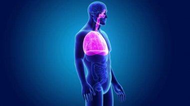 akciğerler ve diyafram gövdeli 