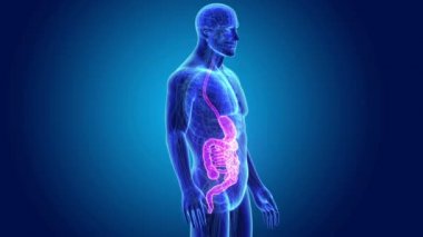 Mide ve ince bağırsak 